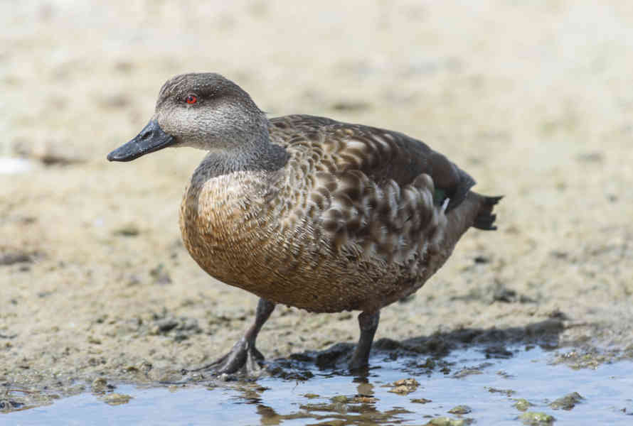 Pato Creston - islas Falkland o Malvinas 02.jpg